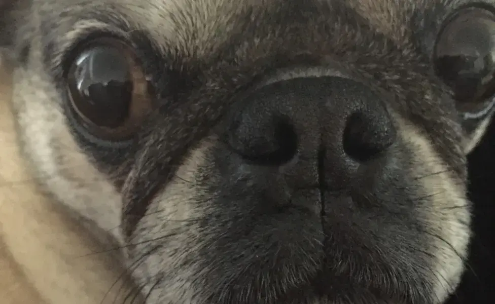 La braquicefalia es el término médico para la conformación de razas de nariz corta como los Pugs