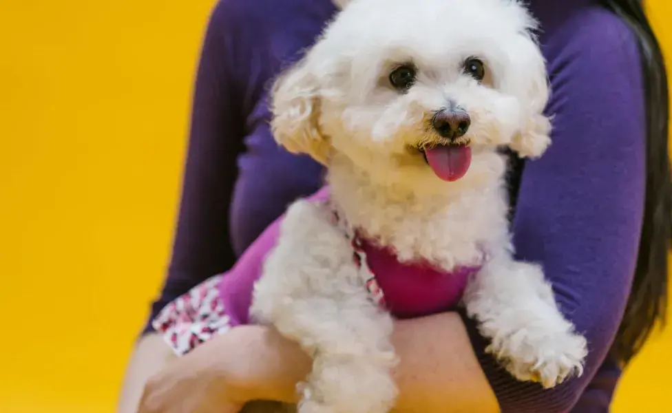 Los caniche o poodels se adaptan al estilo de vida del dueño.
