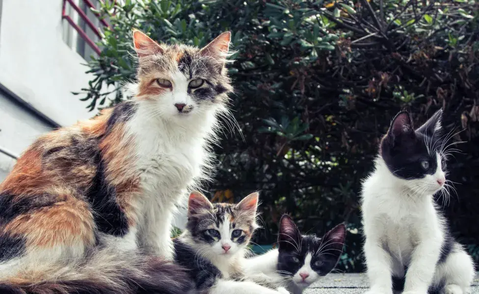 Los gatos se pueden comer a sus crías si detectan que están enfermos.
