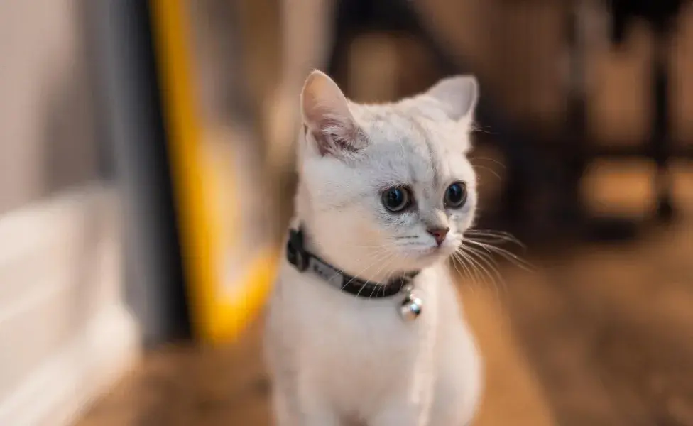 ¿Qué problemas pueden llegar a tener los gatos enanos? 