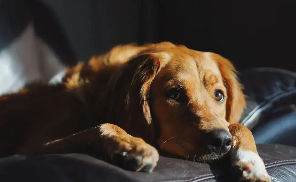 Los perros se duermen rápido tras un momento estresante. Sin embargo, no descansan.