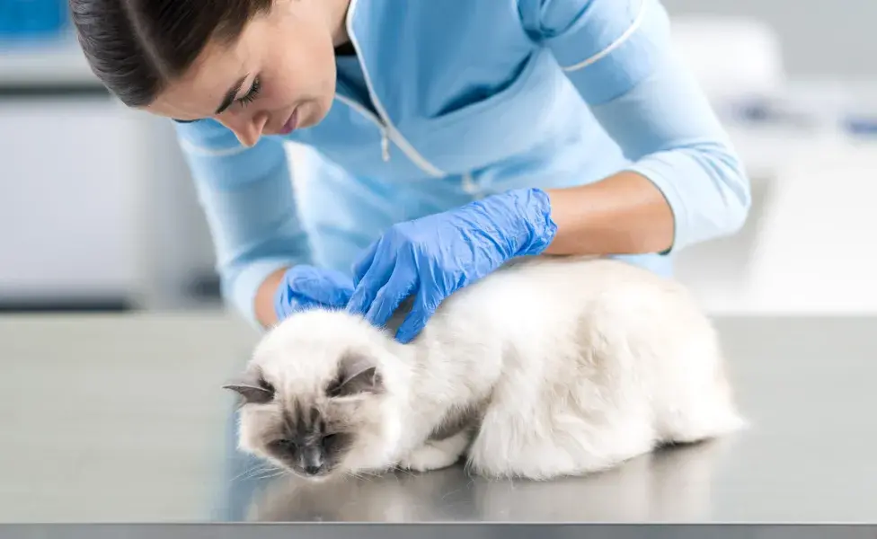 ¿Cómo poner una pipeta para gatos? 