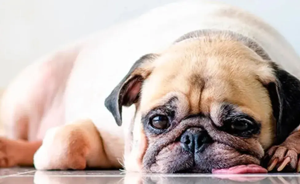 Si bien los perros pueden ser astutos al fingir ciertos síntomas, también es vital estar atentos a los signos