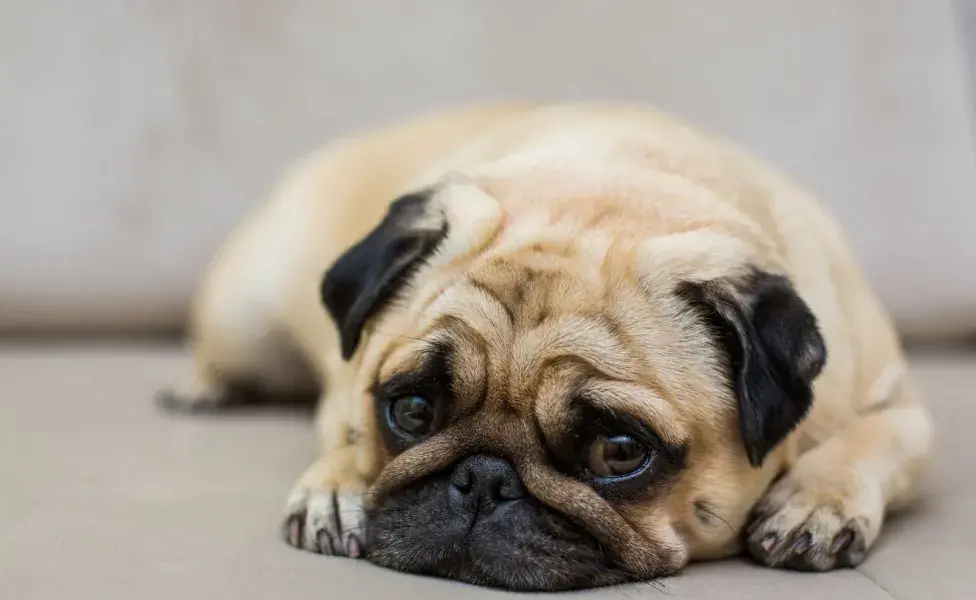 Los refuerzos positivos ayudan a que los perros pierdan el miedo.