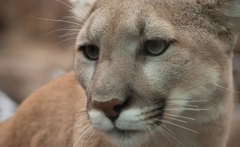 aplicar regraQué animales salvajes son parte de la familia de los gatos  puma