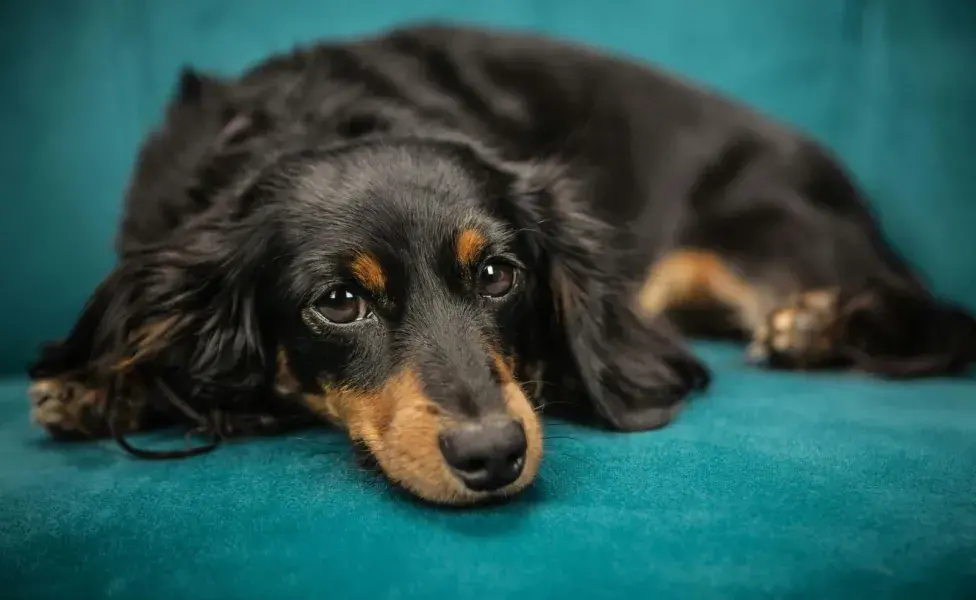 Si tu perro tiene fatiga después del ejercicio y es constante el malestar, puede ser un problema cardiaco.