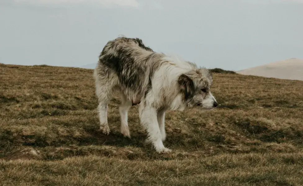 Si después del paseo por el parque tu perro se rasca constantemente, puede ser alergia.