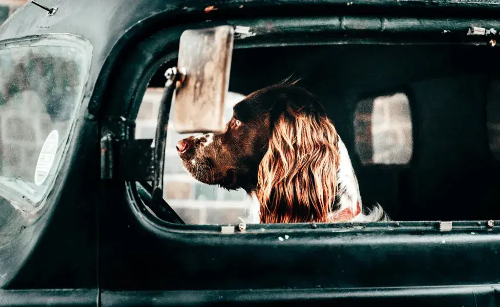 Antes de romper el vidrio, busca al dueño del animal.
