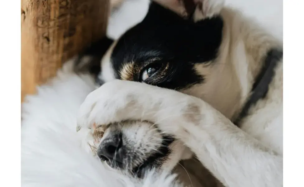 Las orejeras deben ser de materiales que le agraden a tu perro. De otra forma, las rechazará.