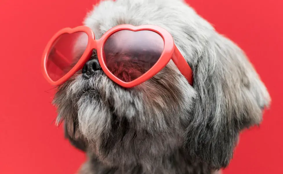 Los perros chatos sufren más por el calor debido a su sistema respiratorio.