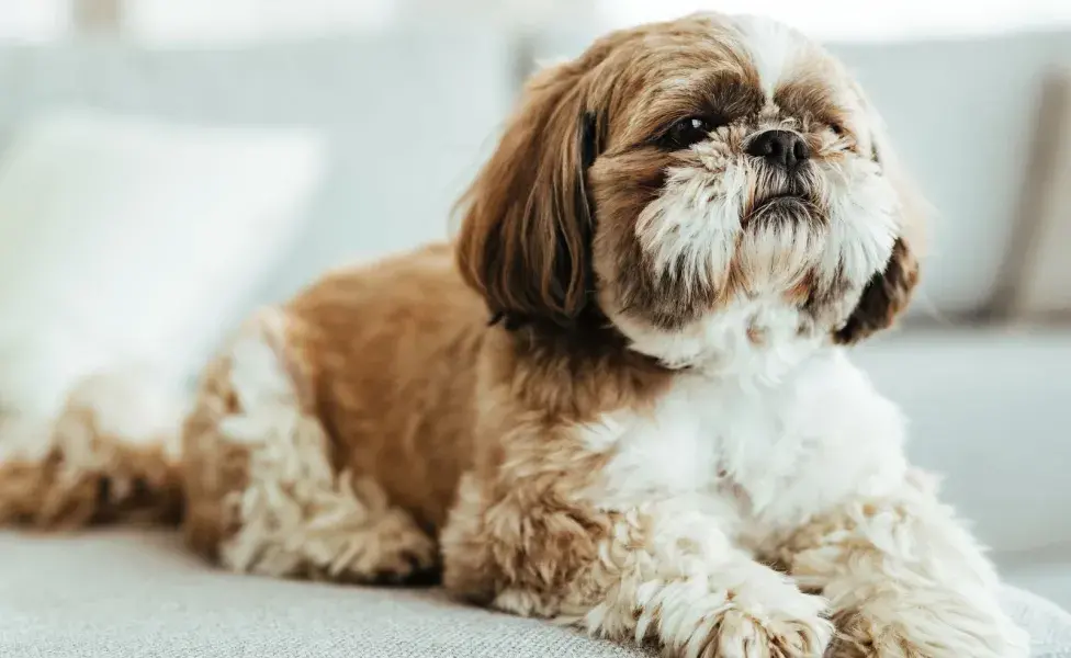 Los Shih Tzu son perros excelentes de compañía, pues aman acurrucarse con el dueño.