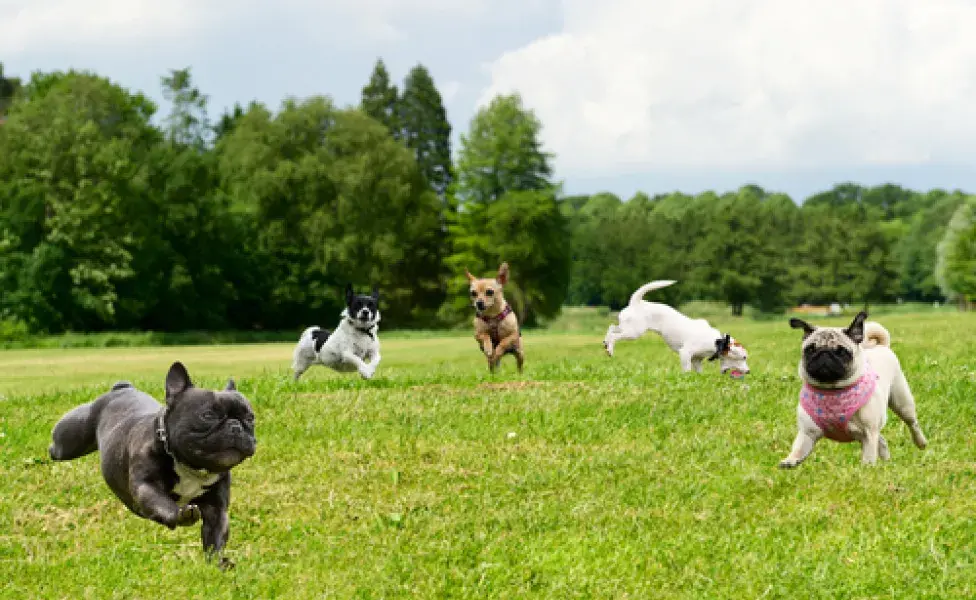 cachorros no parque