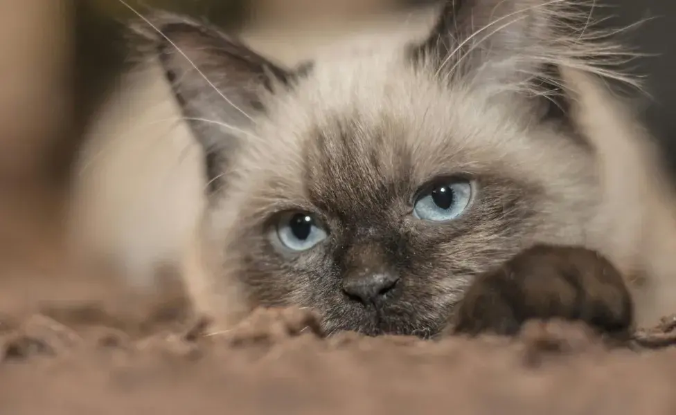 El gato Siamés es de Tailandia.
