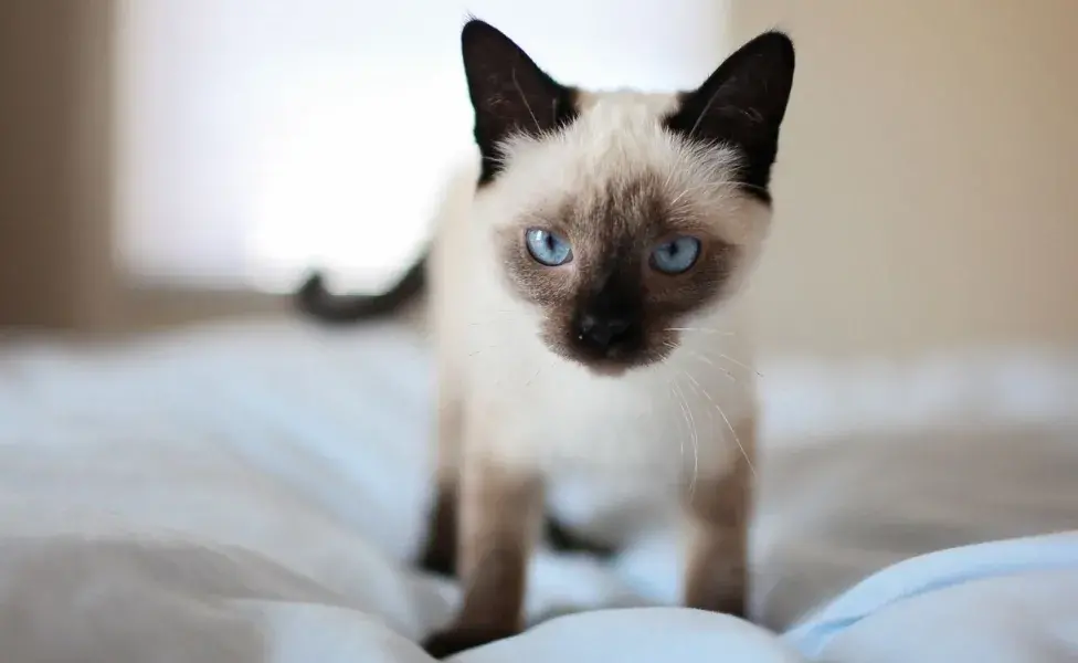 Los gatos siameses criados en climas fríos tienden a desarrollar tonos más oscuros en su pelaje.