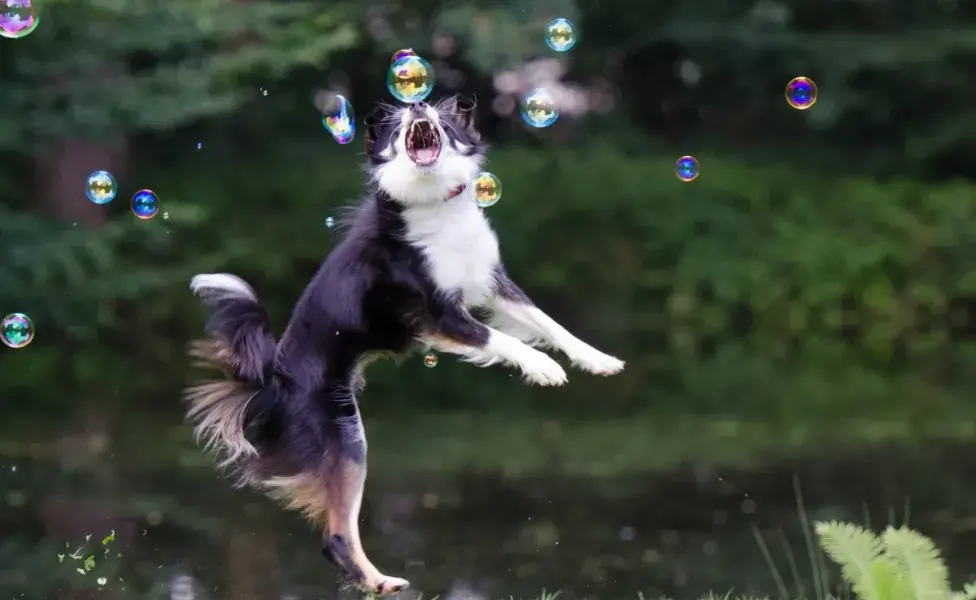 aplicar regra¿Cómo saber si mi perro es hiperactivo? Ayúdale a liberar energía soap_bubbles_border_collie_dog_chasing_bubbles_playful-899074