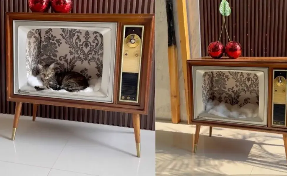 Televisión vieja hecha cama para gatos. Foto: TikTok/carolinarinconf