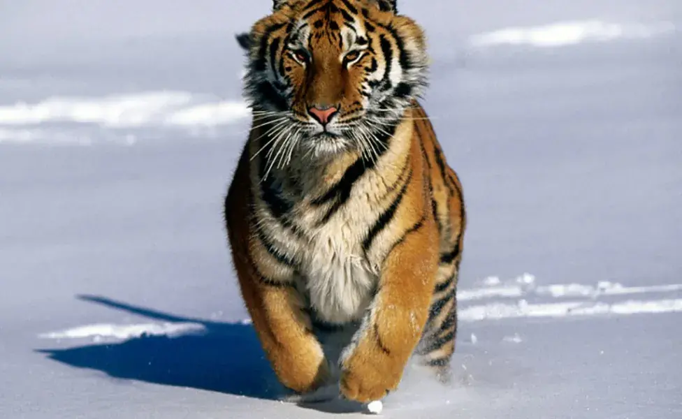aplicar regraQué animales salvajes son parte de la familia de los gatos  tigre%20siberiano