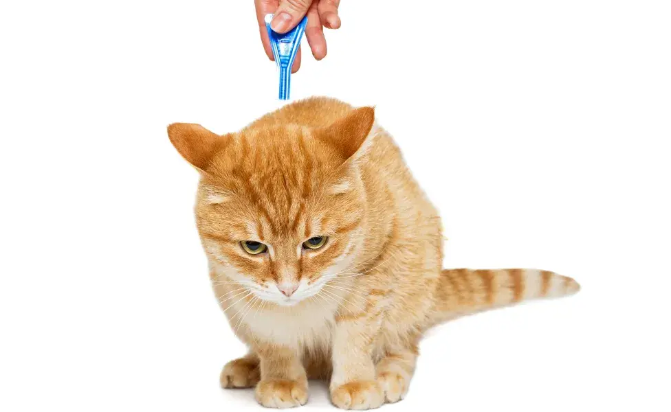 ¿Cómo poner una pipeta para gatos? 