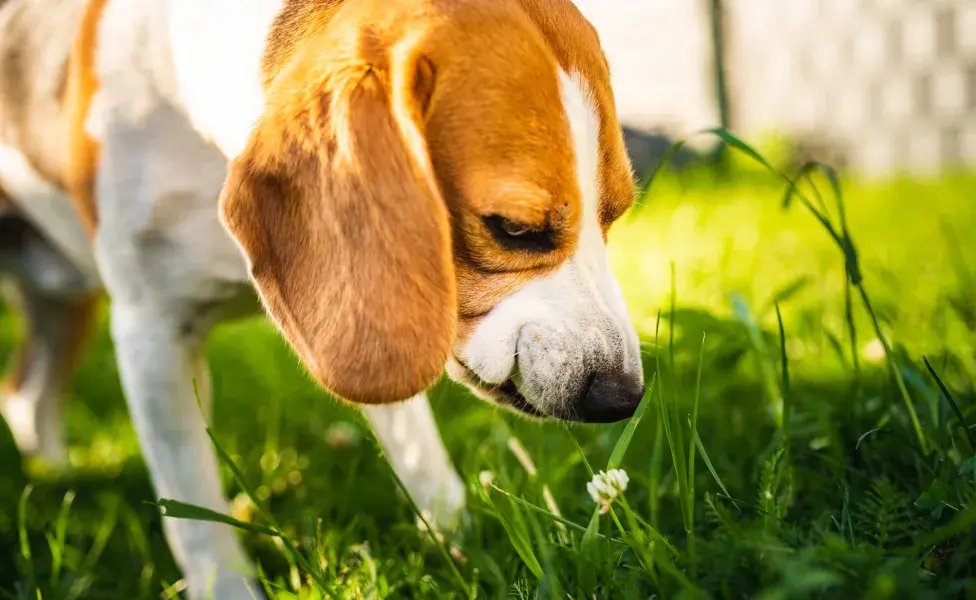 ¿Por qué los perros comen pasto?