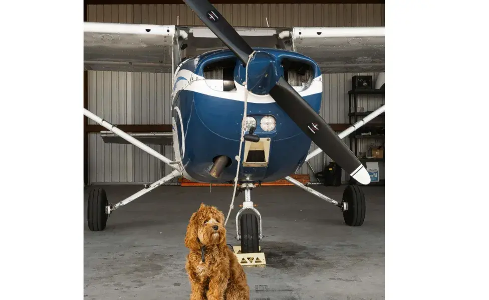 Recuerda que si vas a viajar con tu perro en avión, algunas aerolíneas te pedirán que le pongas bozal.
