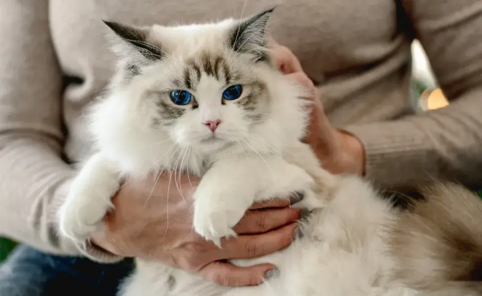 El Ragdoll El gato necesitado de afecto: 8 razas que tienen a característica