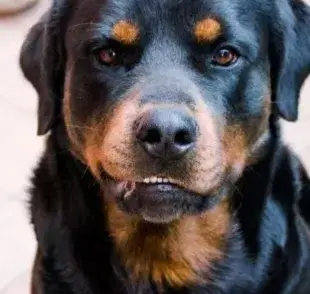 Convulsiones en perros: descubre qué pueden causarlas y qué hacer con tu amigo en estos momentos