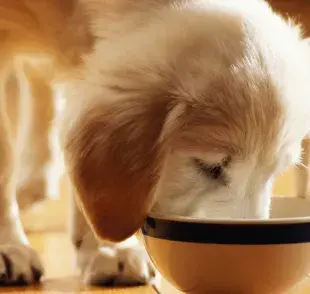 Sepa cuántas veces hay que dar de comer al cachorro al día