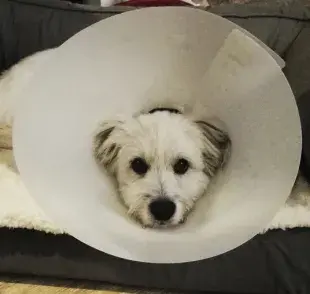 Es esencial saber con cuántos meses se puede castrar al perro, cómo es la castración de perra y otras cuestiones