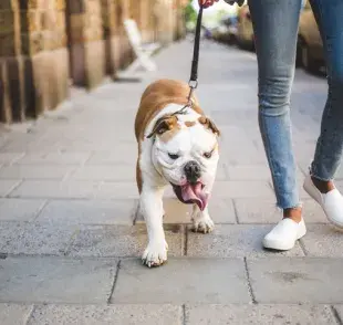 El cachorro no puede salir a la calle hasta que haya recibido todas las vacunas obligatorias