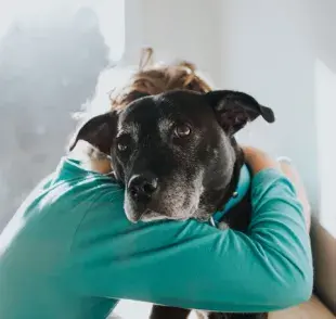 Donar un perro no es una tarea fácil, por lo que es muy importante saber cómo hacerlo
