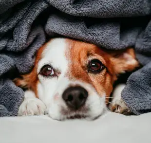 En invierno y en tiempos más fríos es común que el perro se engripe