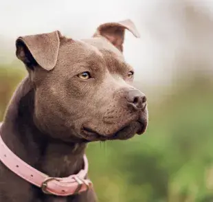 ¿Sabías que existen varios tipos de Pitbull? Conoce las diferencias entre cada uno de ellos.