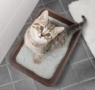 La mayoría de los gatitos aprenden solos a utilizar el arenero, pero algunos pueden necesitar un poco de ayuda. Descubre cómo ayudarles