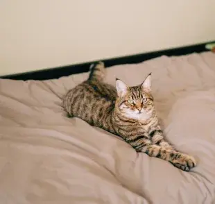 El gato que amasa el pan es algo positivo que demuestra comodidad y felicidad