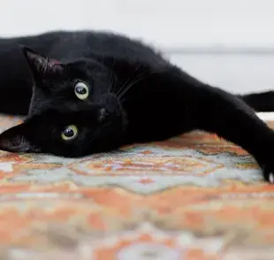 Gatito: aprende a cuidar de un gato bebé, con consejos sobre accesorios, seguridad y mucho más