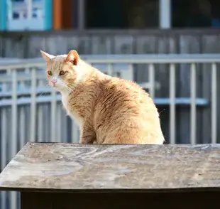 Gato en estro: ¿qué hacer para tranquilizarlo? 