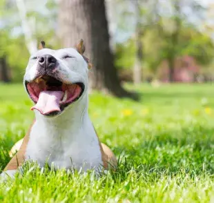 Buscar nombres de Pitbull hembra con significado puede facilitar el proceso de elección