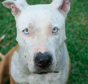 El hongo en perro puede desencadenar varios problemas de salud