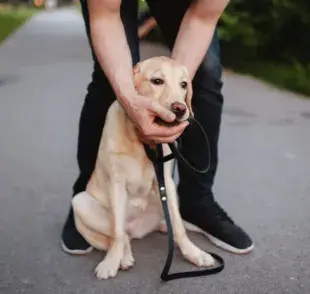 Perro atragantado: descubre cómo solucionar el problema con las recomendaciones de una veterinaria