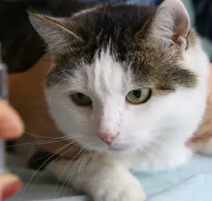 Los anticonceptivos para gatos no son la mejor manera de evitar el embarazo