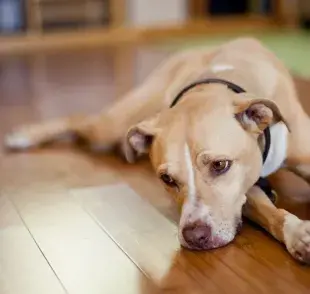 ¿Es grave que salga secreción del pene de perro? Descúbrelo a continuación