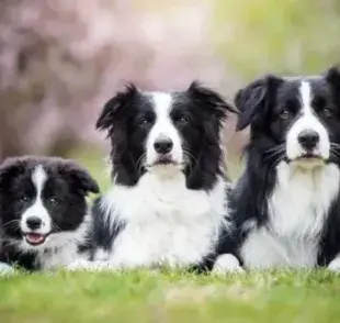 Border Collie es conocido por ser la raza más inteligente del mundo