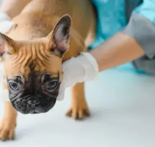 Los bultitos en el cuerpo del perro tienen diferentes causas