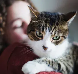 ¿Cómo ven los gatos a sus tutores? ¿Son capaces de reconocerlos? ¡Descúbrelo!