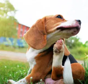 Berna en perro: descubre más sobre el problema dermatológico y la mejor forma de tratarlo