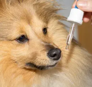 Los tranquilizantes caninos se recomiendan para perros que corren algún tipo de riesgo