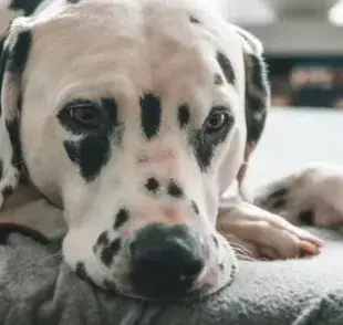 Cinomosis: qué es, síntomas, tratamiento y prevención de la enfermedad de perro