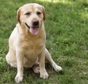 La displasia coxofemoral en perros es una enfermedad que afecta, principalmente, a los animales de porte grande: conoce más en este artículo