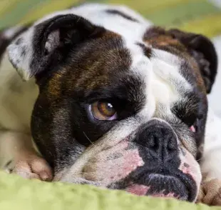 El parásito que causa la enfermedad de la garrapata entra en la sangre del perro y afecta a distintas partes del cuerpo del animal