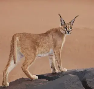 El caracal es una especie que, cruzada con un abisinio, puede dar lugar a un gato caracal doméstico.